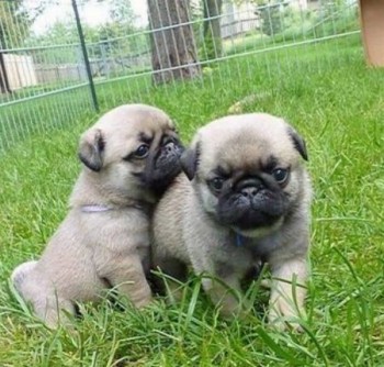 Adorable Pug Puppies