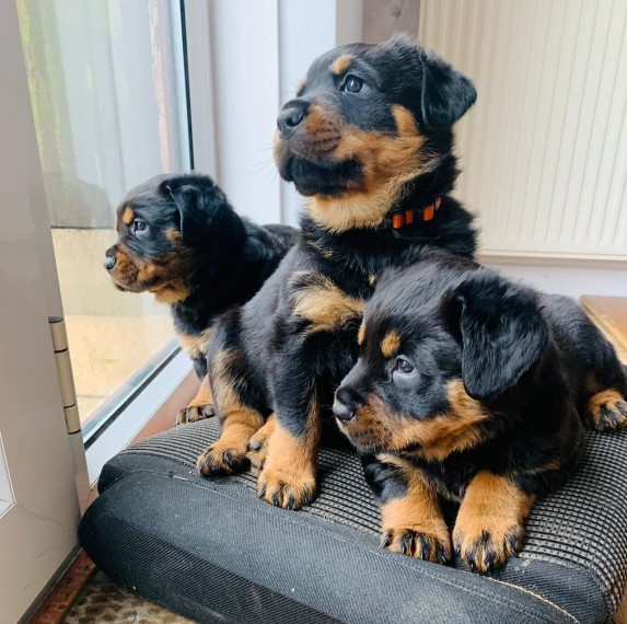 Rottweiler Puppies Ready Now