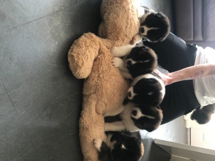 AAmerican Akita Puppies