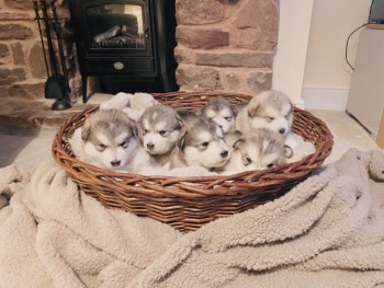 Alaskan Malamute Pups.