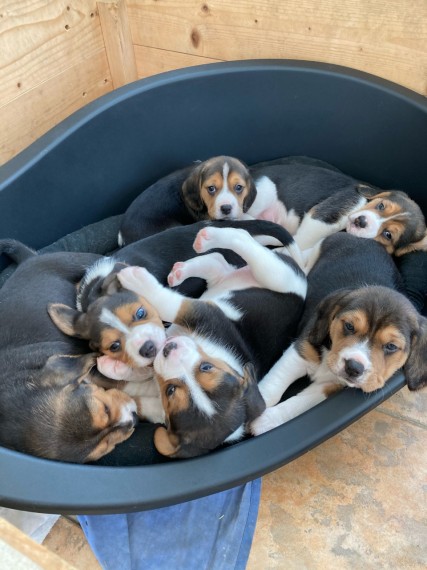 3 Lovely Beagle Puppies