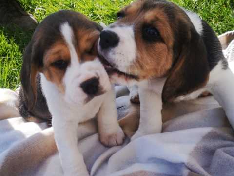 3 Lovely Beagle Puppies