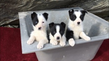  Beautiful Border Collie Pups For Sale