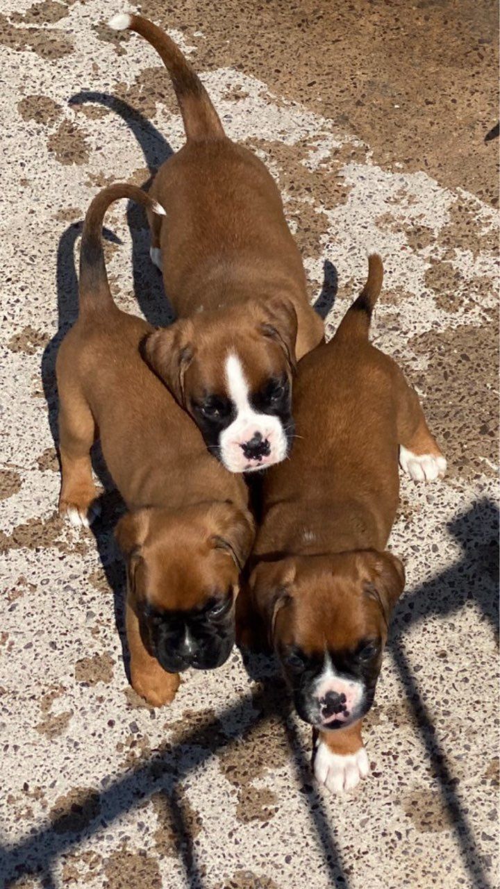 Boxer  puppies 