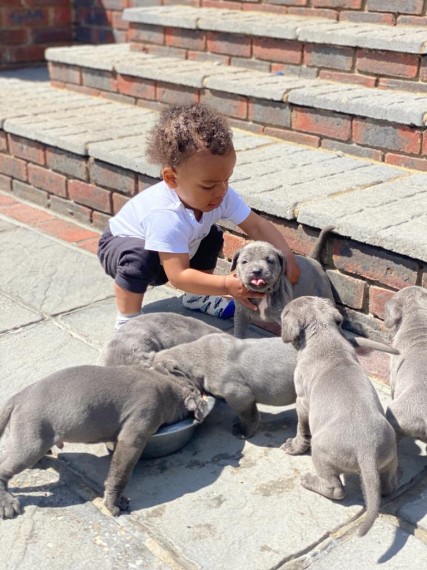 Cane Corso Pups