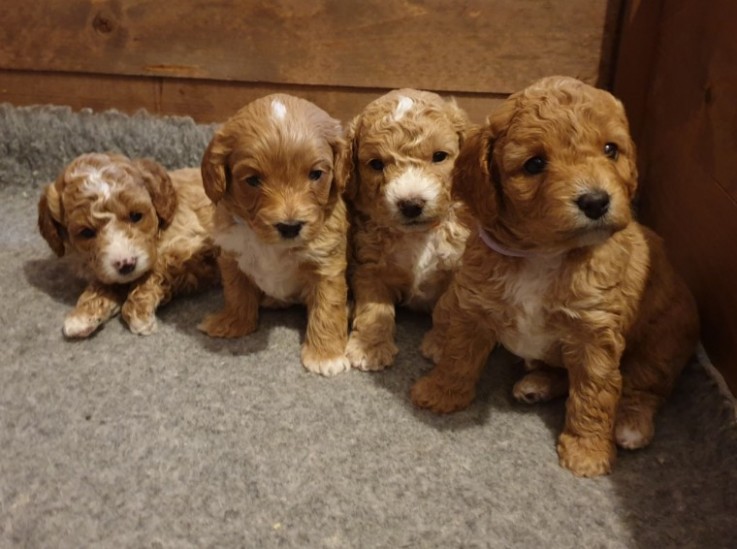 Cavapoo puppies 