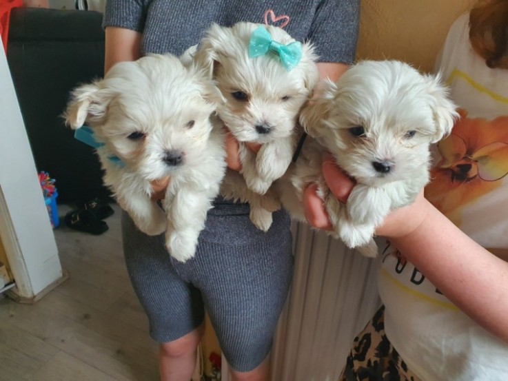 Gorgeous Maltese Puppies