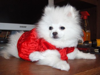 Registered Teacup Pomeranian puppies for