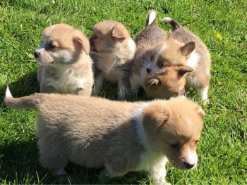 Gorgeous Corgi puppies available now.