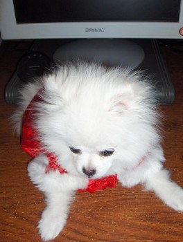 Registered Teacup Pomeranian puppies for