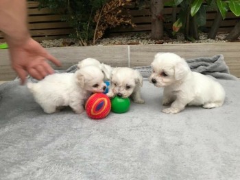 Bichon frise puppies 