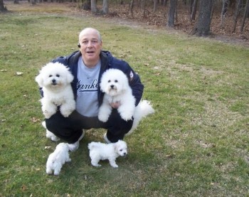 Bichon frise puppies 