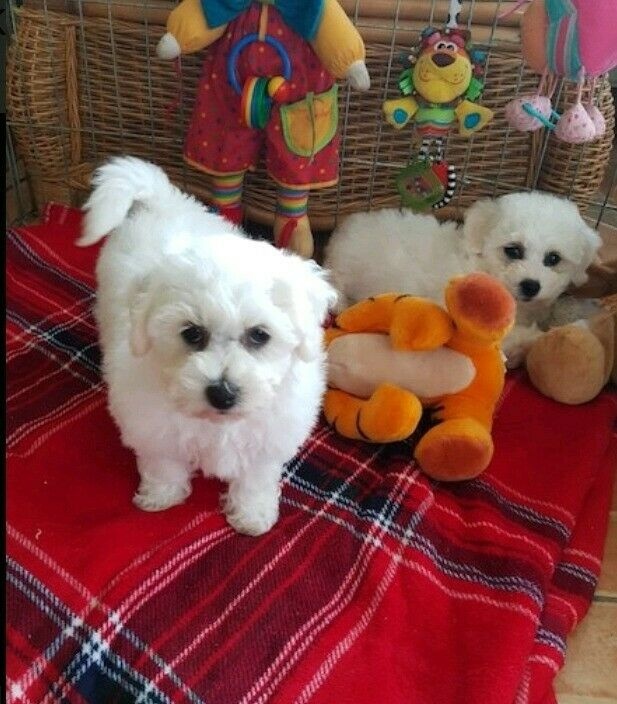 Bichon frise puppies 