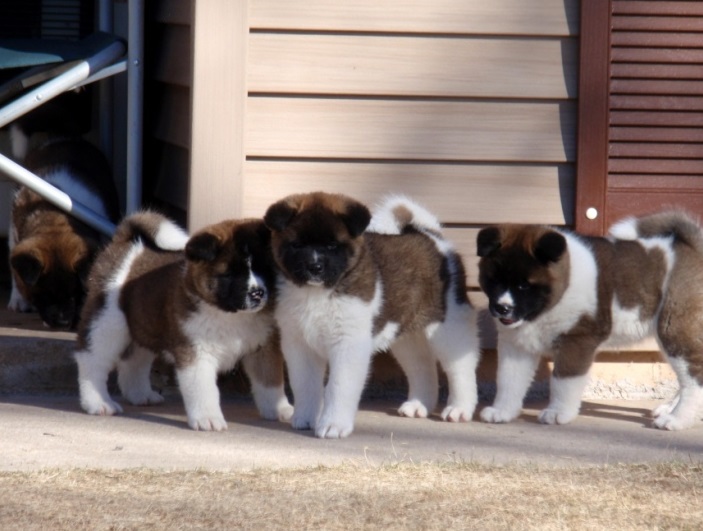 Akita puppies