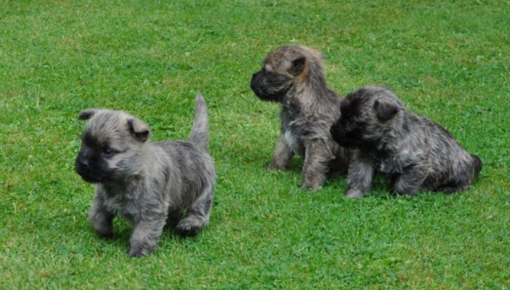 Cairn Terrier puppies