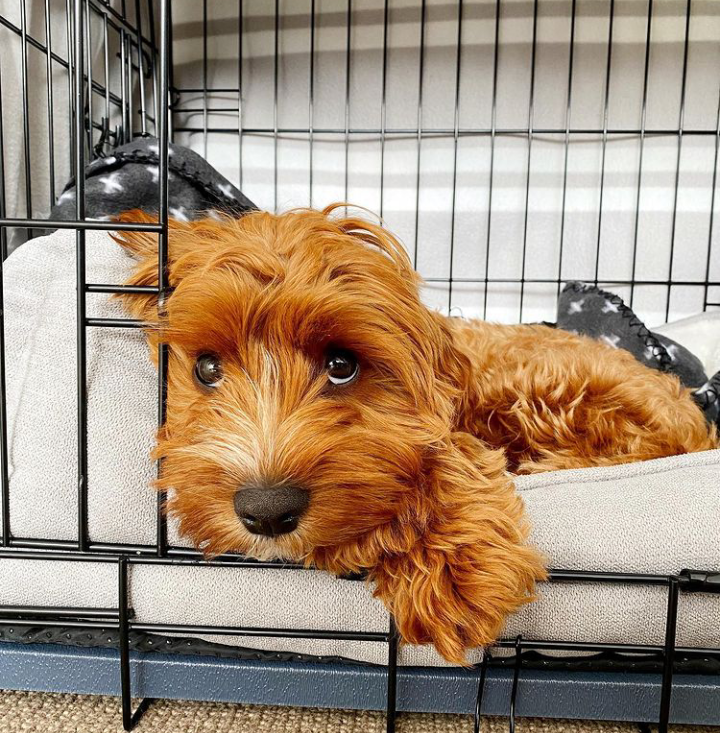 Home raised cavapoo puppies +12706817826