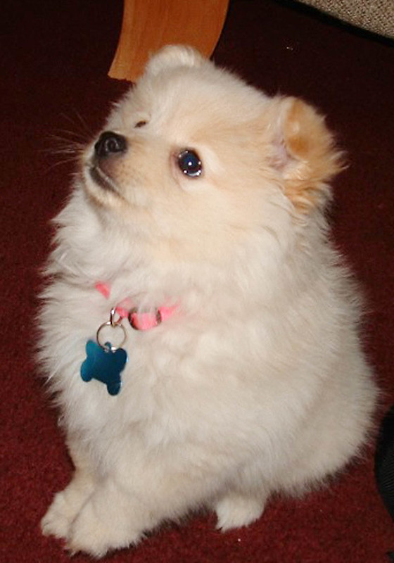 Registered Teacup Pomeranian puppies for