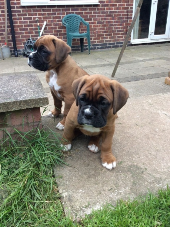 Boxer puppies