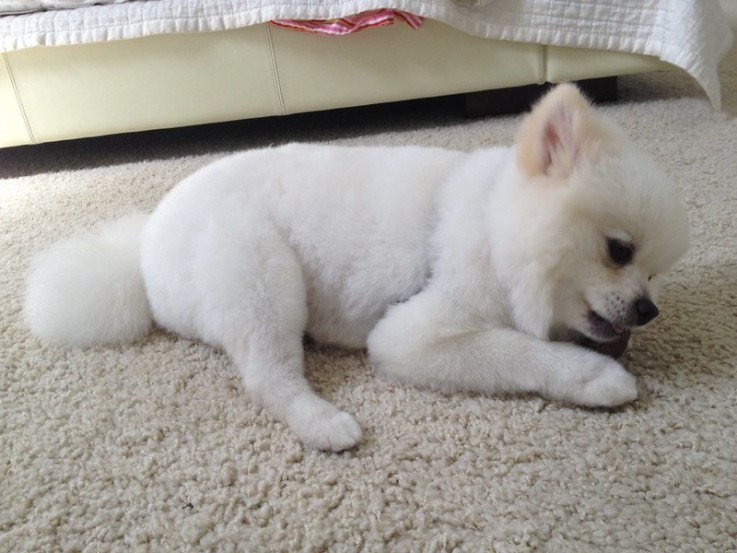 Registered Teacup Pomeranian puppies for