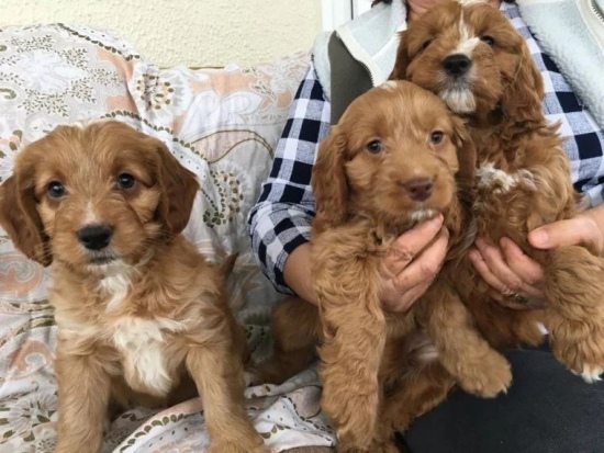 Cockapoo puppies