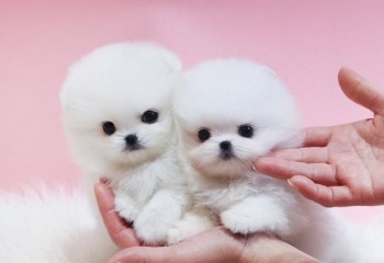 Registered Teacup Pomeranian puppies for