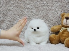 Registered Teacup Pomeranian puppies for