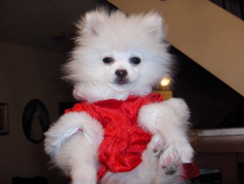 Registered Teacup Pomeranian puppies for