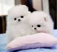 Registered Teacup Pomeranian puppies for