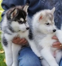 Male and Female SIBERIAN HUSKY PUPPIES A