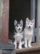 Male and Female SIBERIAN HUSKY PUPPIES A