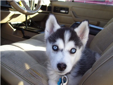 Male and Female SIBERIAN HUSKY PUPPIES A