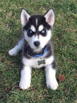 Male and Female SIBERIAN HUSKY PUPPIES A