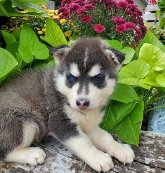 Male and Female SIBERIAN HUSKY PUPPIES A