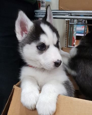 Male and Female SIBERIAN HUSKY PUPPIES A