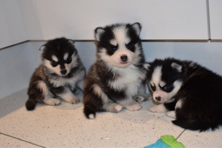 Male and Female SIBERIAN HUSKY PUPPIES A