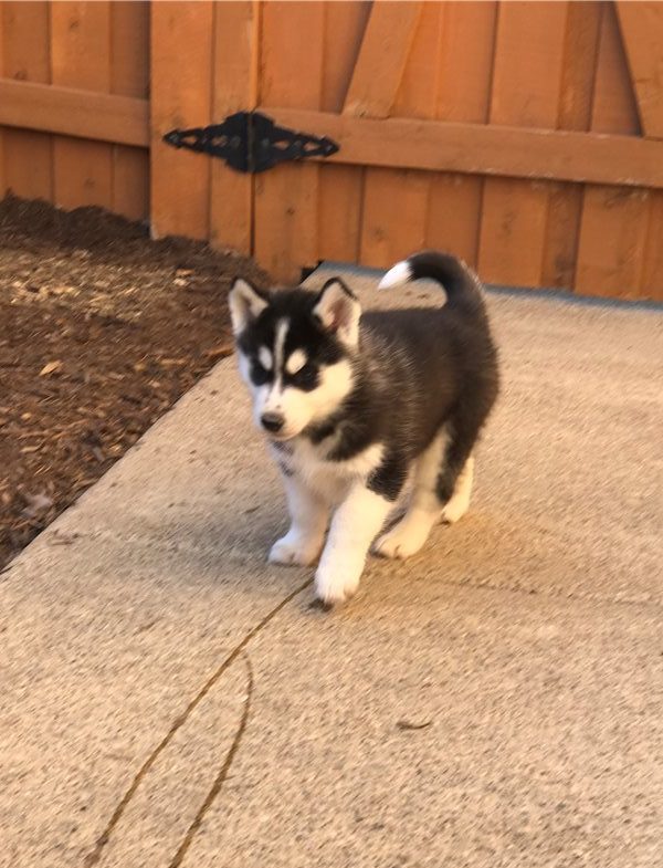 Male and Female SIBERIAN HUSKY PUPPIES A