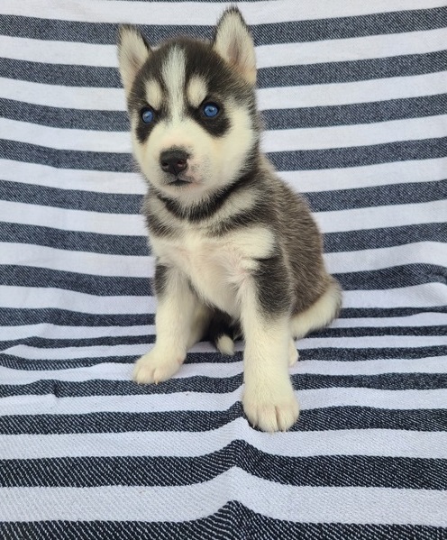 Male and Female SIBERIAN HUSKY PUPPIES A