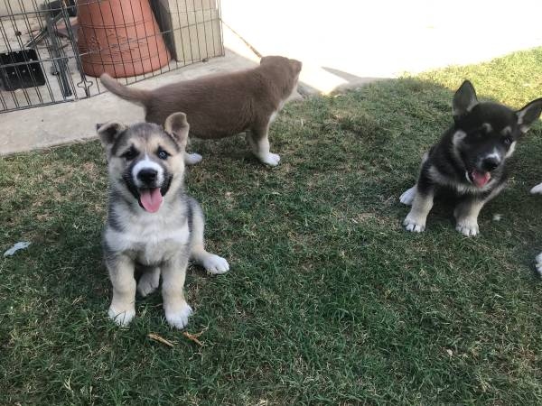 Male and Female SIBERIAN HUSKY PUPPIES A