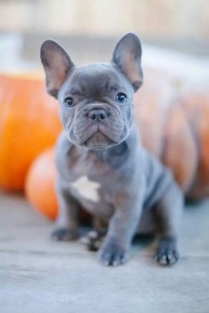 Amarous French Bulldog puppies for sale