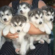 Male and Female SIBERIAN HUSKY PUPPIES A