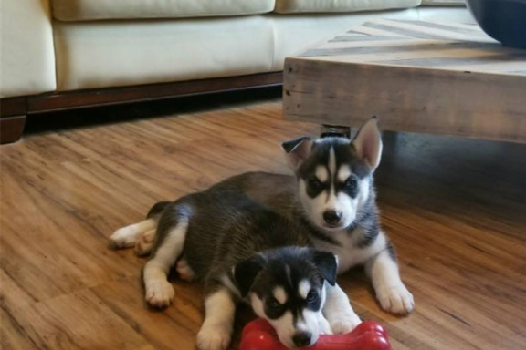 Male and Female SIBERIAN HUSKY PUPPIES A