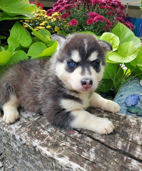 Male and Female SIBERIAN HUSKY PUPPIES A