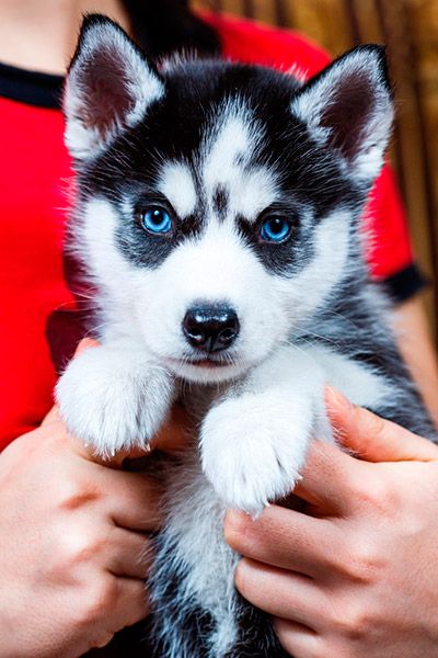 Male and Female SIBERIAN HUSKY PUPPIES A