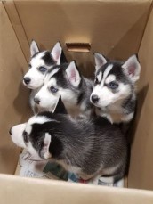 Male and Female SIBERIAN HUSKY PUPPIES A