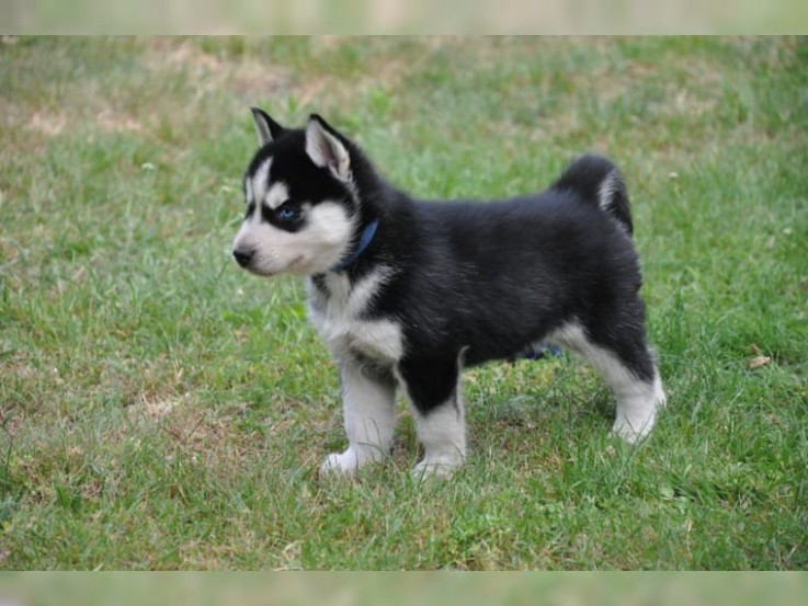 Male and Female SIBERIAN HUSKY PUPPIES A