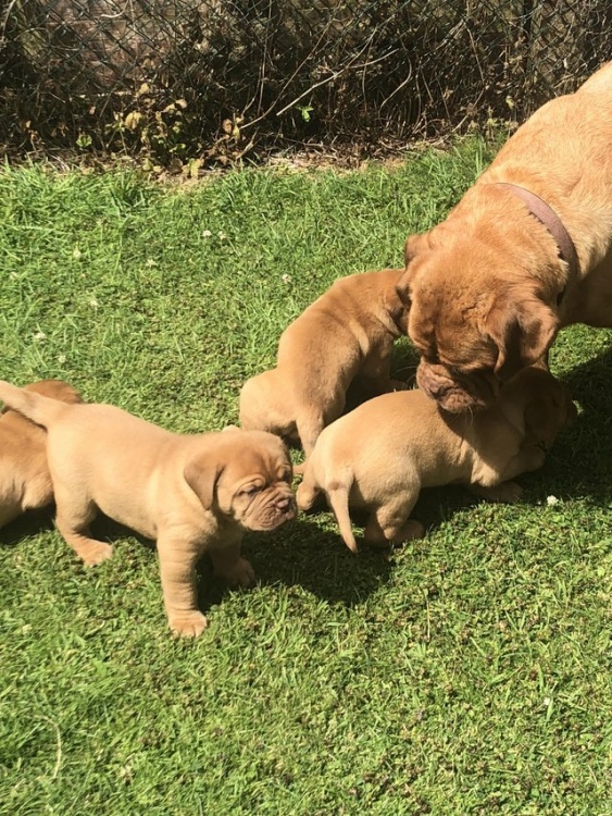 Dogue de Bordeaux Puppies