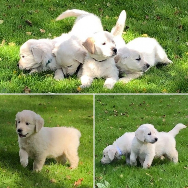 Golden Retriever puppies.