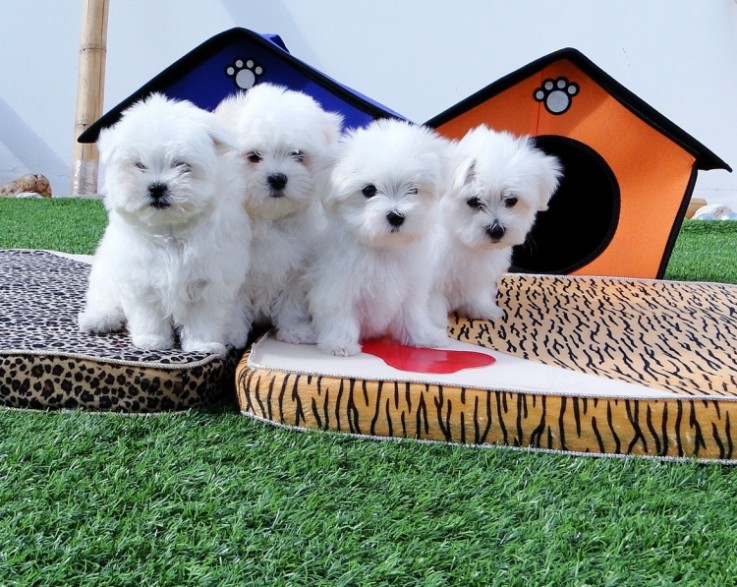 Maltese puppies.