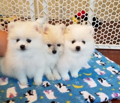 Pomeranian puppies.