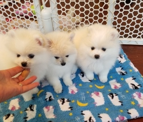 Pomeranian puppies.